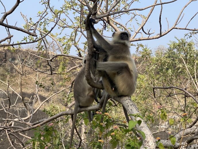 木に登る猿