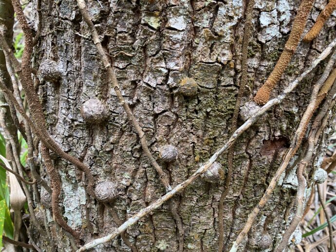 斑点突起の樹木