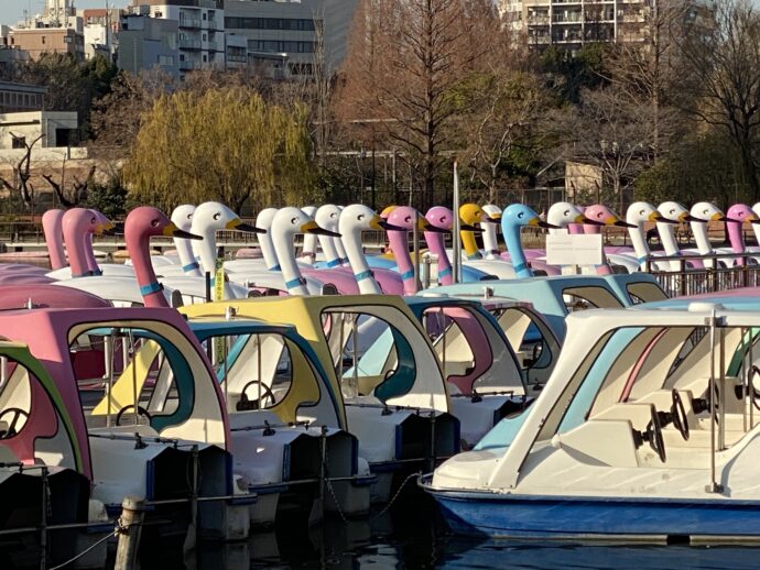上野公園ボート池のスワンボート