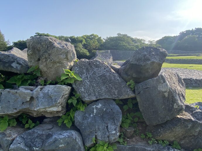 大きい琉球石灰岩