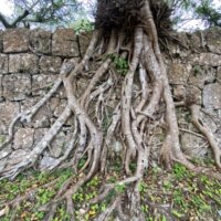 南山城跡の木の根に侵食される石垣