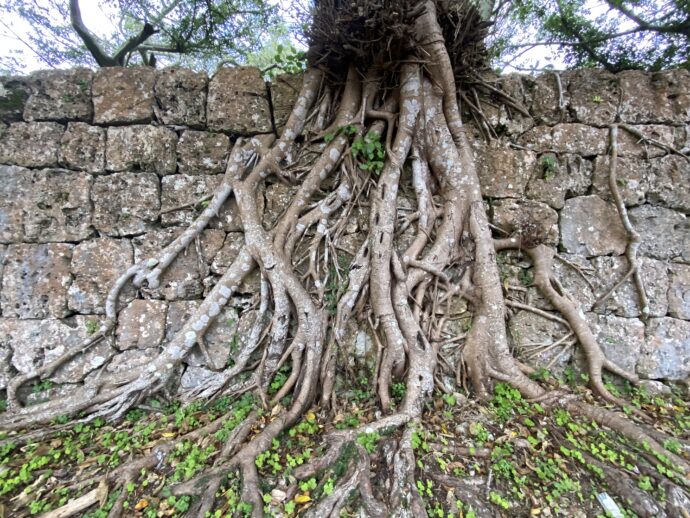 南山城跡の木の根に侵食される石垣