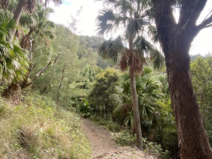 ジャングルの登山道