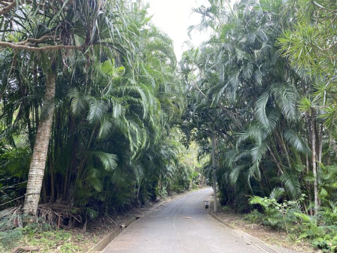 ジャングルの道