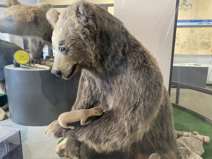 熊の母子の剥製