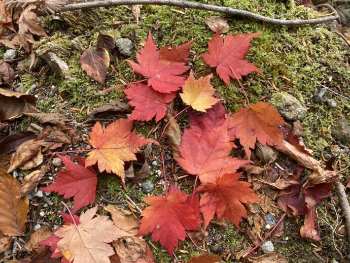 地面に落ちている紅葉