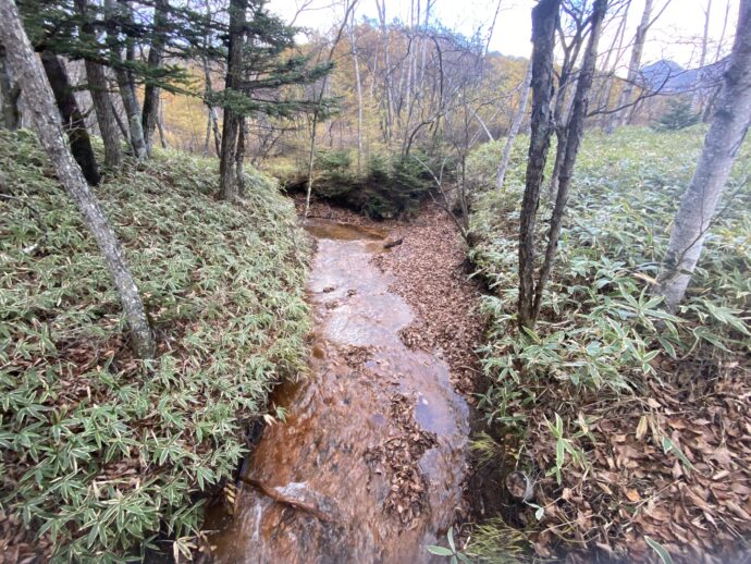 戦場ヶ原の湿地