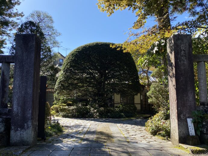 独特にかられた植木