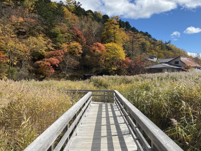 湯ノ平湿原遊歩道