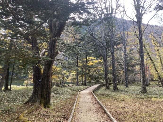 湯ノ湖湖畔遊歩道