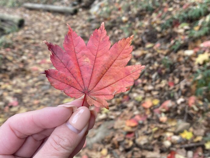 拾った紅葉