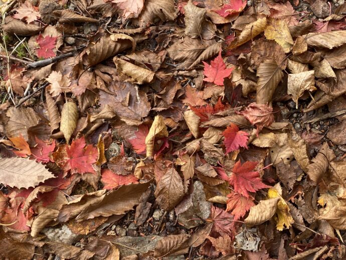 地面に落ちている紅葉