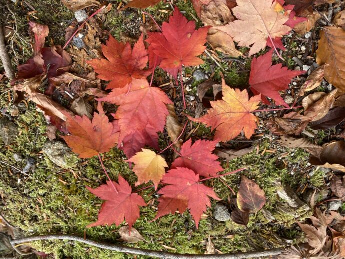 地面に落ちている紅葉