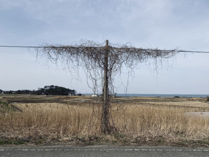 木の枝がまきつく電線