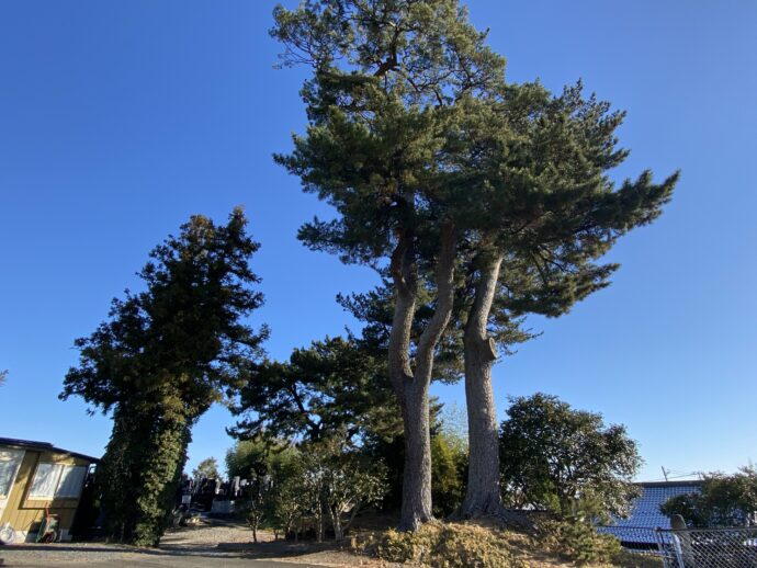 末の松山