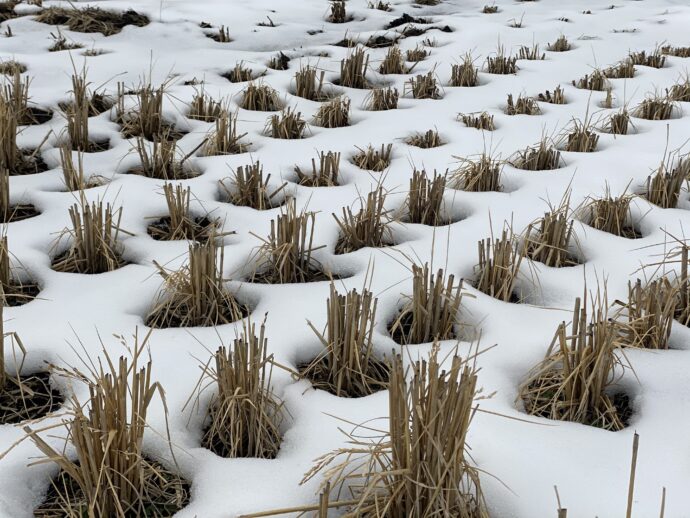 雪を避ける稲穂