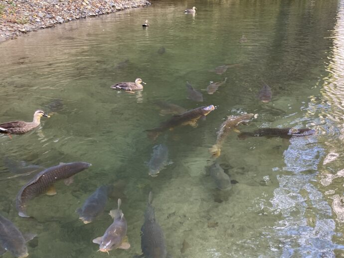 水中の魚と鴨