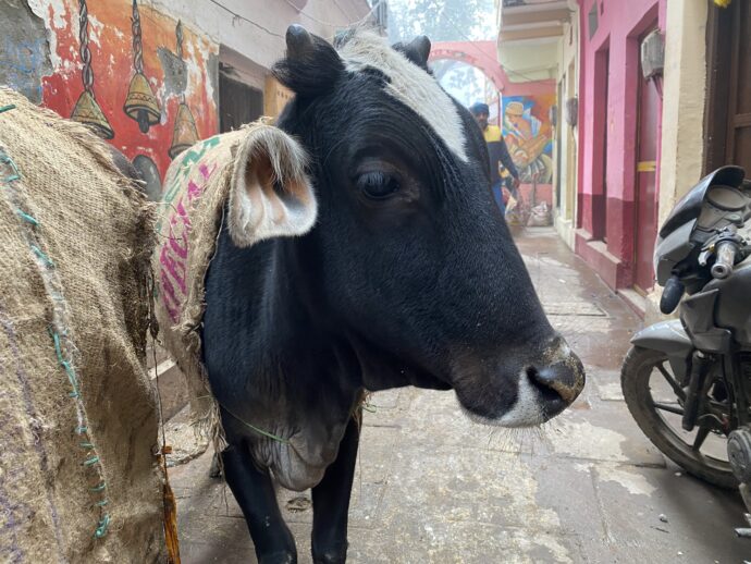 バラナシ旧市街で出会った牛