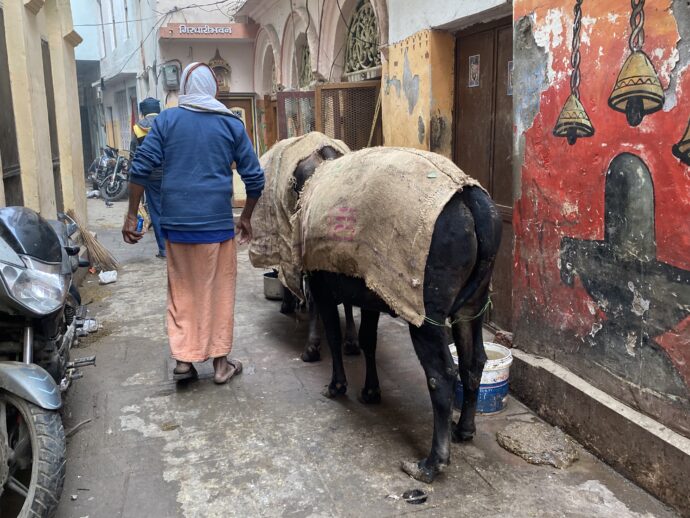 バラナシ旧市街で出会った牛とおじさん