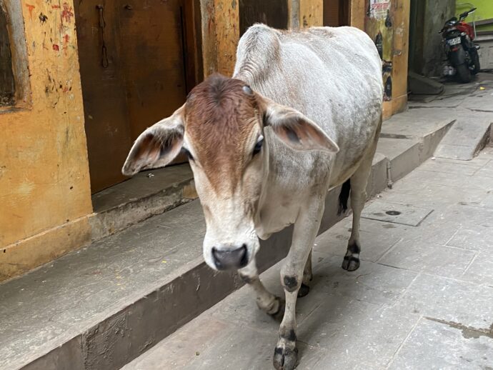 バラナシ旧市街を歩く牛