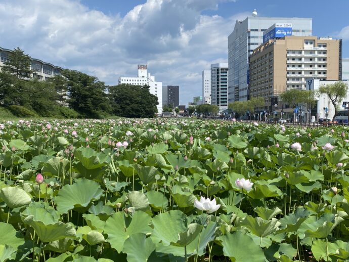 千秋公園近くの蓮池