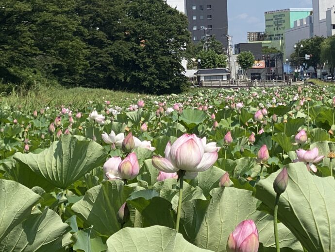 千秋公園近くの蓮池