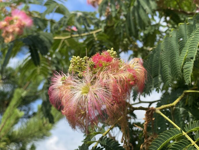 ねぶの花