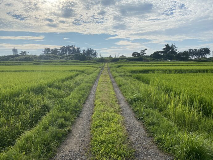 九十九島の田んぼ道