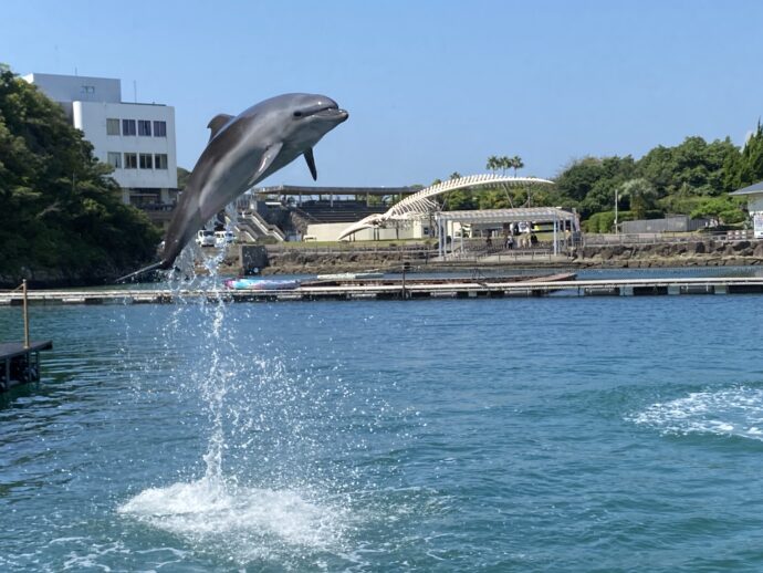 ジャンプするクジラ