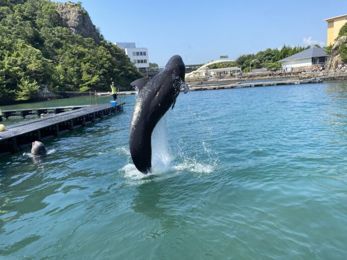 ダイブするくじら