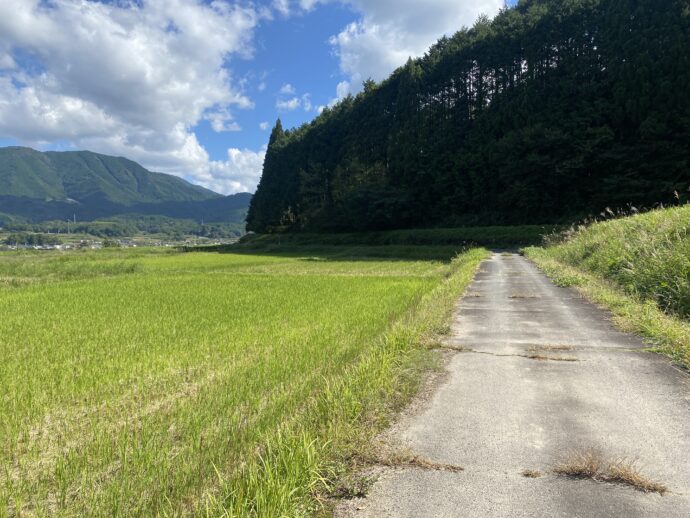 田んぼ沿いの道