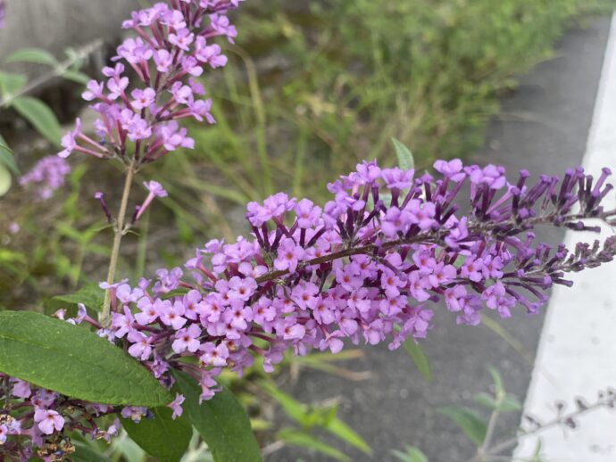 ピンクの花