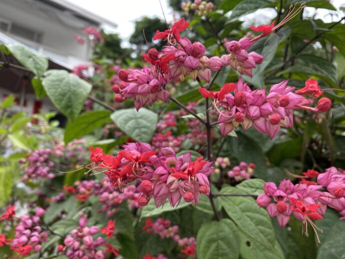 南国のピンクの花