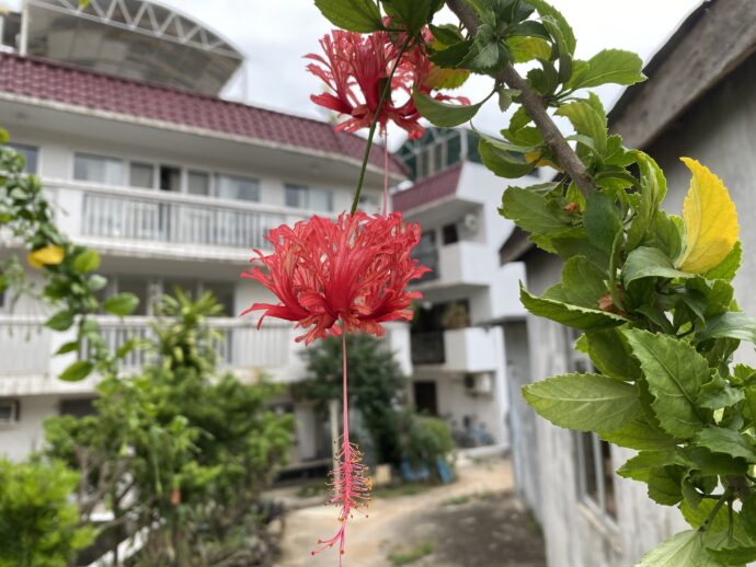 南国の赤い花