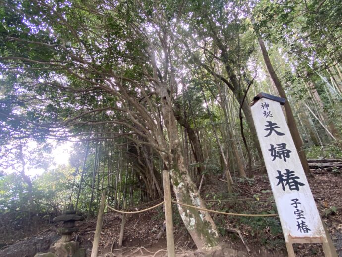 夫婦椿