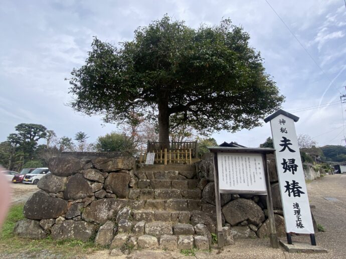 連理玉椿