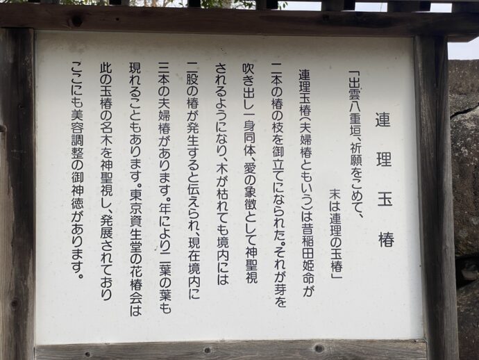 連理玉椿の説明板