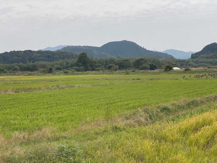 意宇平野の田んぼ