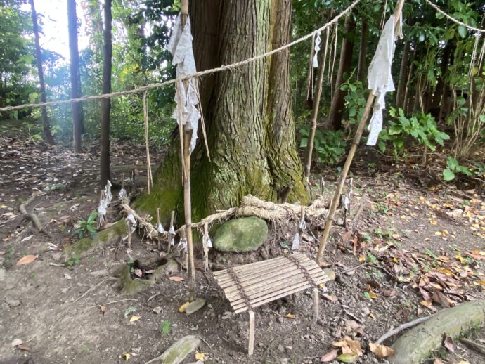 六所神社の御神木