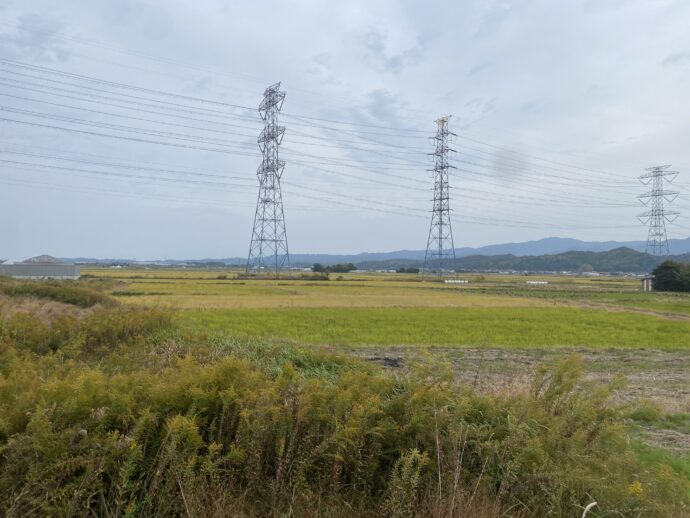 田んぼ