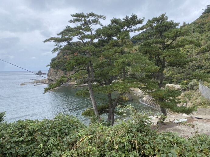 松の木と浜