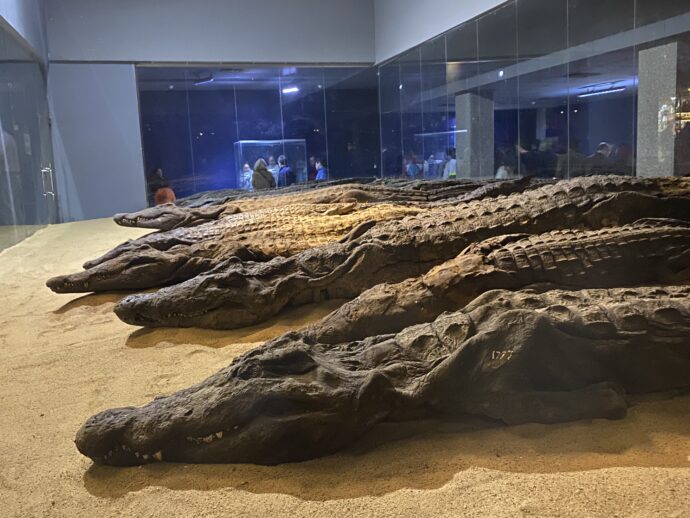 クロコダイル博物館
