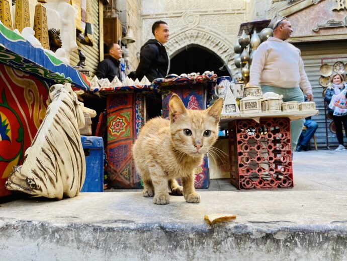 ハーン・ハリーリの猫