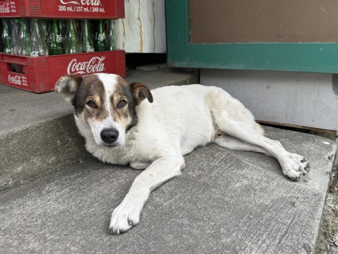 寝転んだ犬