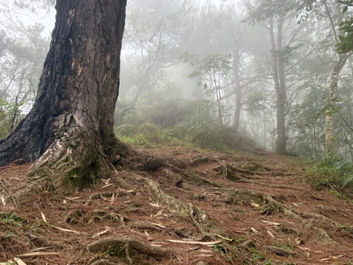 山道