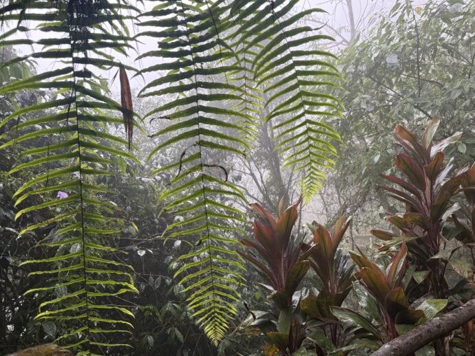 南国の植物