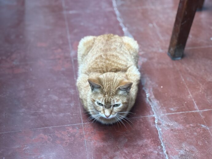 うずくまる猫