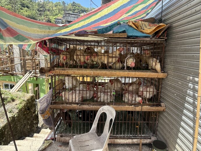 鶏のカゴ
