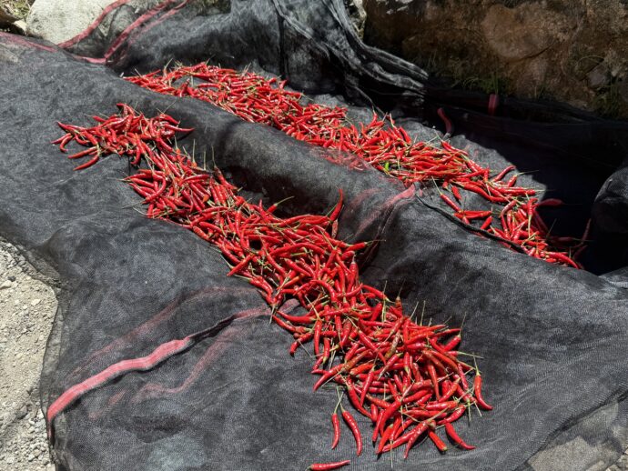 干された唐辛子