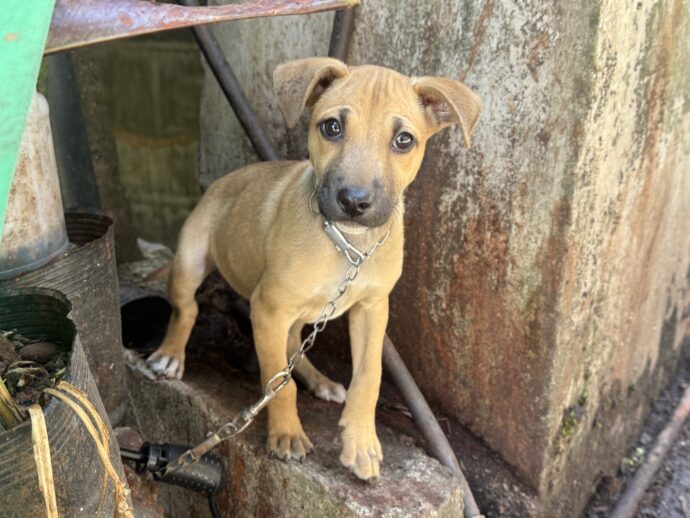 バナウェの町の中心にいた犬